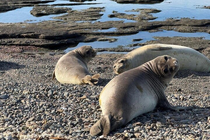 Punta Tombo & Isla Escondida Wildlife Day Tour from Puerto Madryn — Penguins and Elephant Seals photo 3