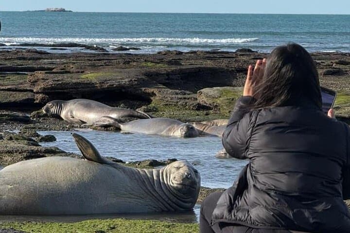 Punta Tombo & Isla Escondida Wildlife Day Tour from Puerto Madryn — Penguins and Elephant Seals photo 5