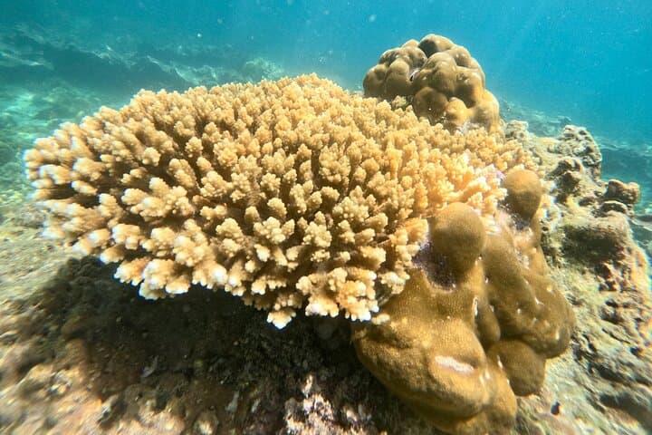 Ko Lipe Longtail Snorkel Day Trip: 7 Outer Islands & Clear Water Snorkeling photo 4