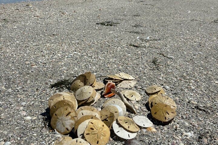 Island Hopping & Snorkeling from St. Petersburg: Egmont Key, Shell Key and Sand Dollar Flats photo 4