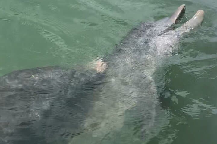 Island Hopping & Snorkeling from St. Petersburg: Egmont Key, Shell Key and Sand Dollar Flats photo 5