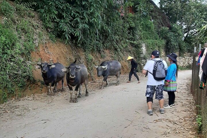 Sapa 2-Day Hmong Trek: Muong Hoa Valley Homestay & Bamboo Forest photo 2
