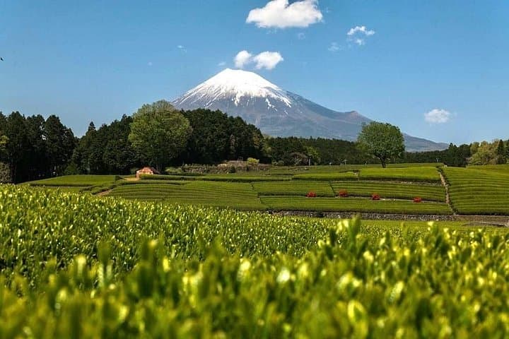 Private Mt Fuji Highlights Tour: Top Sights, Tea Fields & Shrine Visits from Fujinomiya