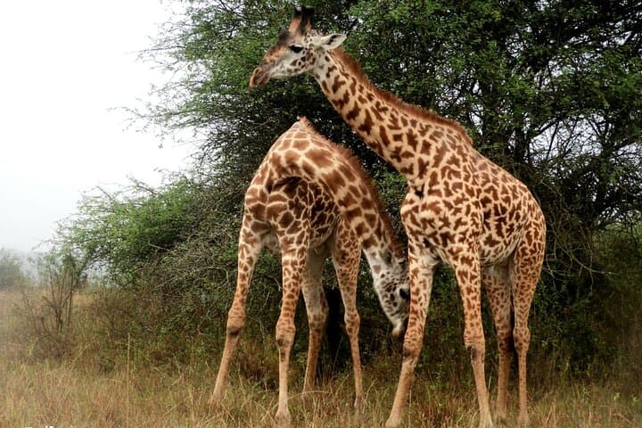 Exploring Nairobi National Park, Elephant Orphanage & Giraffe Centre: A Day of Wildlife and Conservation photo 5