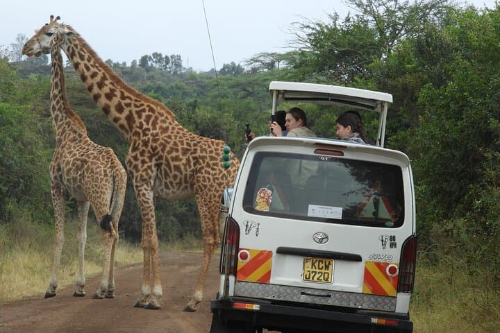 Exploring Nairobi National Park, Elephant Orphanage & Giraffe Centre: A Day of Wildlife and Conservation photo 3