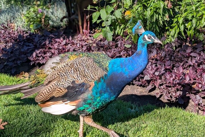 Secret Gardens of Victoria: Private Local Garden Tour with Afternoon High Tea