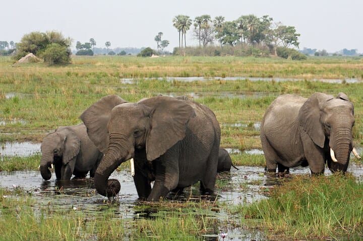 Moremi Game Reserve Full-Day Safari from Maun — Guided Game Drive & Bush Breakfast