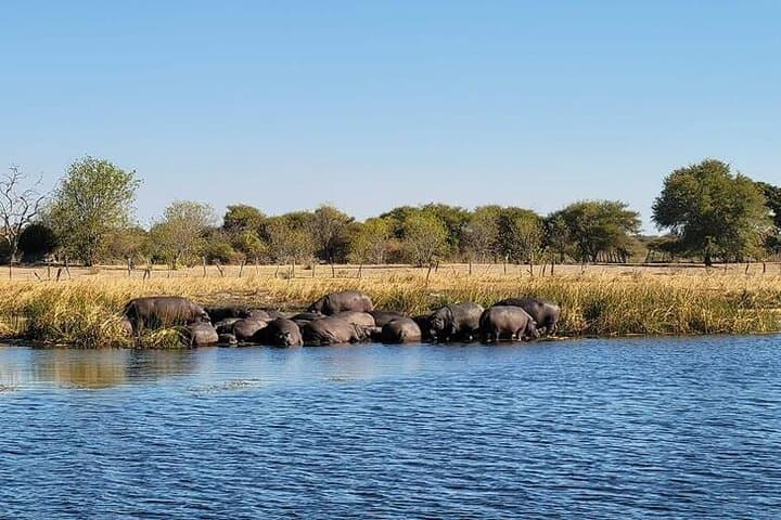 Moremi Game Reserve Full-Day Safari from Maun — Guided Game Drive & Bush Breakfast photo 4