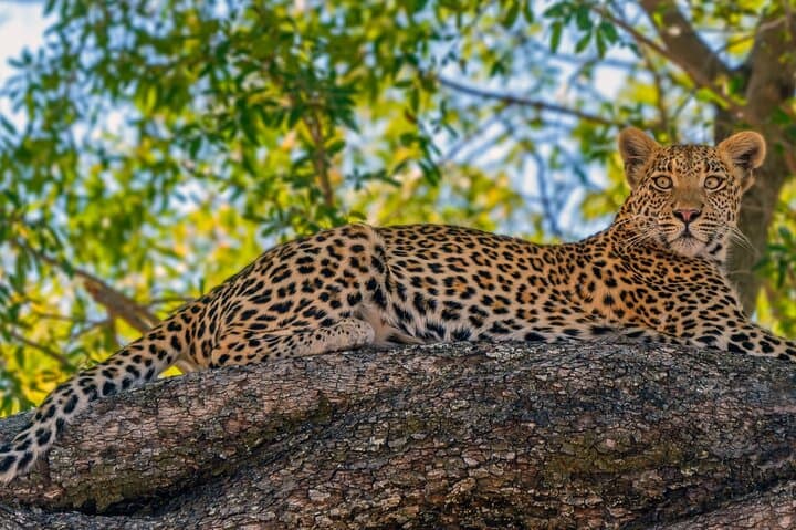 Moremi Game Reserve Full-Day Safari from Maun — Guided Game Drive & Bush Breakfast photo 6