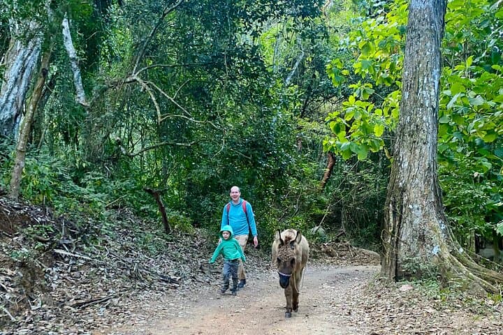 Biologist-Led Jungle Hike at Natikari Reserve — Sayulita Guided Ecology Trek photo 4