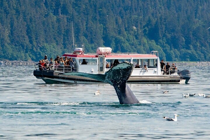 Juneau Whales and Wilderness Exploration — Whale-Watching Cruise with Glacier Views photo 2
