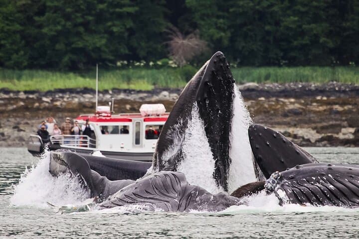Juneau Whales and Wilderness Exploration — Whale-Watching Cruise with Glacier Views photo 3