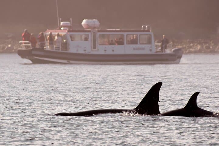 Juneau Whales and Wilderness Exploration — Whale-Watching Cruise with Glacier Views photo 4