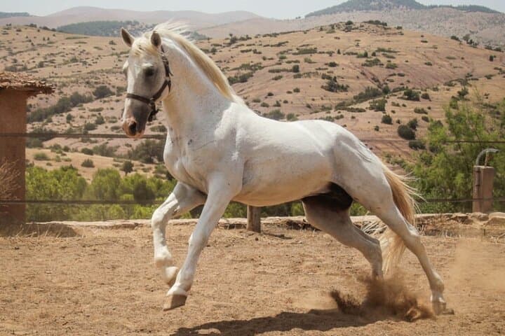 Horseback Riding on Agadir's Atlantic Coast: Tifnit Dunes & Beach Experience