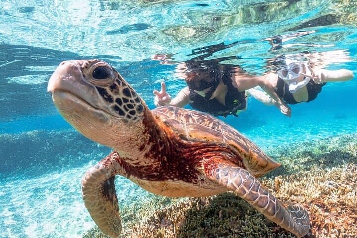 Swim with Miyako Sea Turtles: Guided Snorkel Tour with Free Pickup