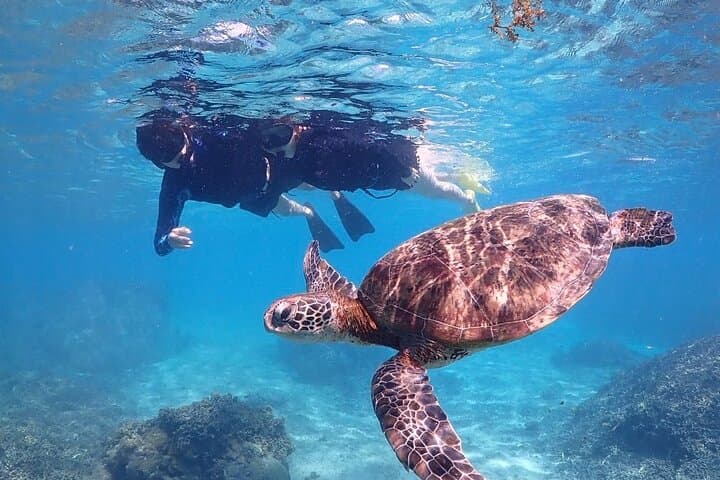 Swim with Miyako Sea Turtles: Guided Snorkel Tour with Free Pickup photo 4