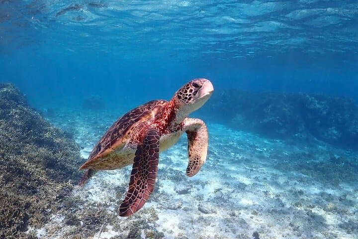 Swim with Miyako Sea Turtles: Guided Snorkel Tour with Free Pickup photo 3