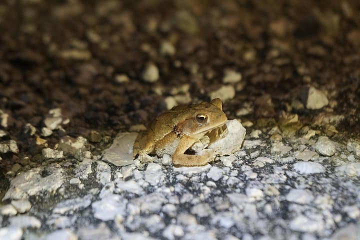 Night Herping in Puerto Morelos: Reptile and Amphibian Tour in Yucatán Jungle photo 5