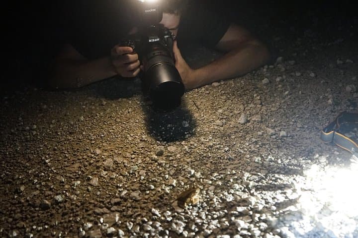 Night Herping in Puerto Morelos: Reptile and Amphibian Tour in Yucatán Jungle photo 3