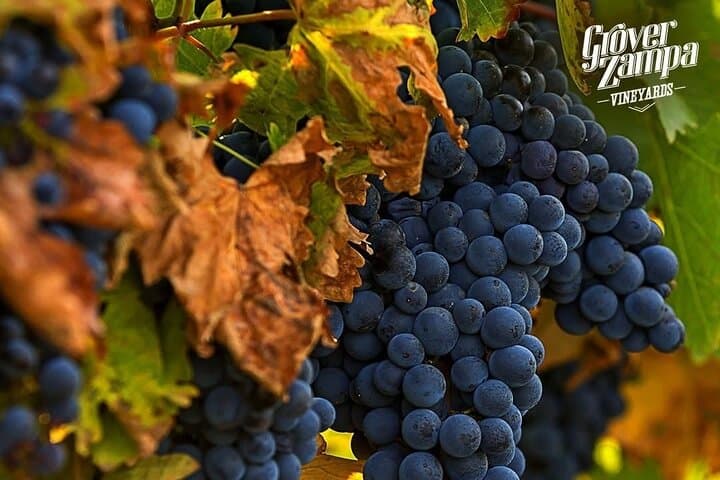 Bangalore Wine Trails: Grover Zampa Vineyard Day Trip & Guided Tasting photo 5