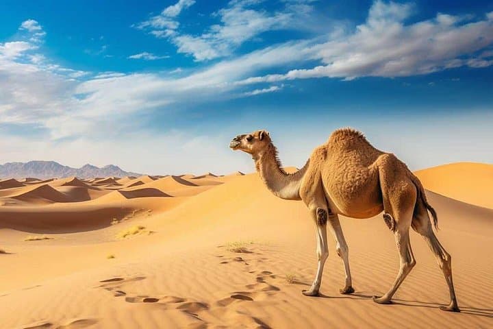 Dubai Morning Red Dunes Safari: 4x4 Dune Bashing, Camel Ride & Sandboarding photo 1