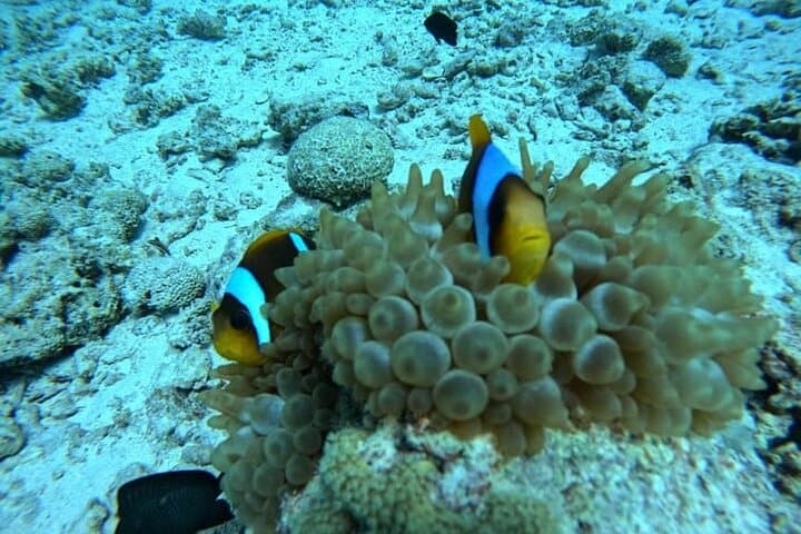 Ras Mohamed & White Island: Full-Day Snorkel and Intro Scuba from Sharm El Sheikh photo 4
