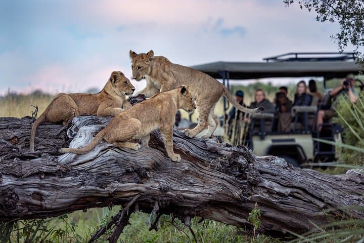 Chobe Day Trip from Victoria Falls: Game Drive, River Cruise & Riverside Lunch