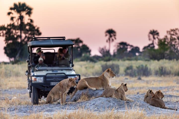 Chobe Day Trip from Victoria Falls: Game Drive, River Cruise & Riverside Lunch photo 3
