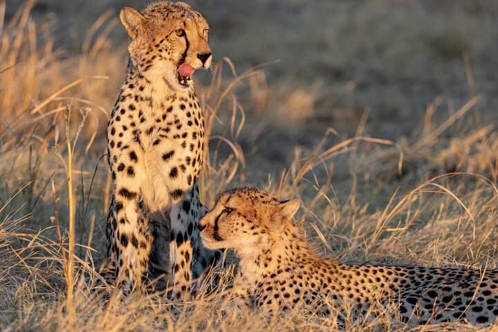5-Day Luxury Safari: Victoria Falls, Hwange, Chobe & Impalila Island photo 1