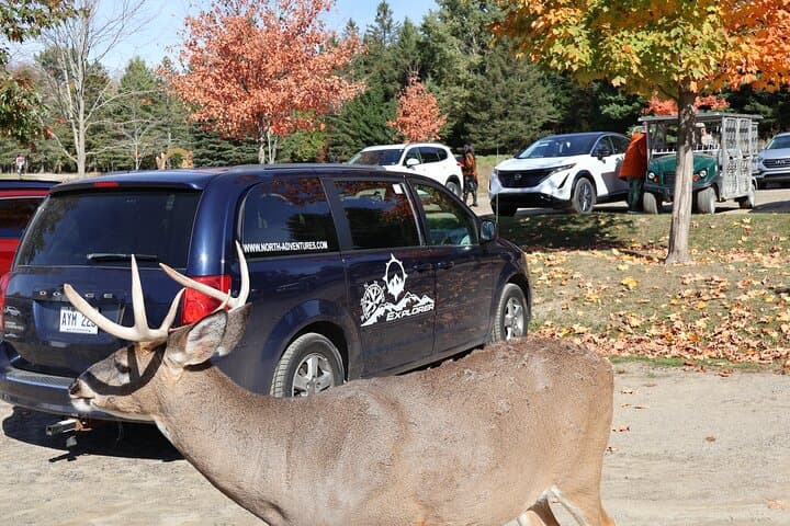 Omega Park Wildlife Safari: Day Trip from Montreal to See Deer, Bison & Wolves