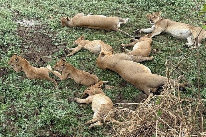 From Zanzibar: 3-Day Safari to Mikumi National Park via Ferry photo 1