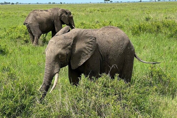 From Zanzibar: 3-Day Safari to Mikumi National Park via Ferry photo 3