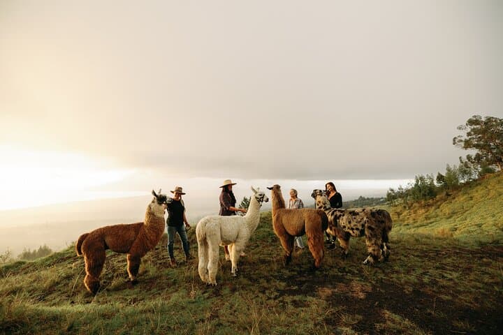 Sunset Llama Hike on Haleakala Slopes — Upcountry Maui Walk photo 2