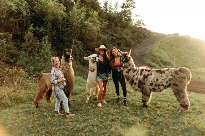 Sunset Llama Hike on Haleakala Slopes — Upcountry Maui Walk photo 4
