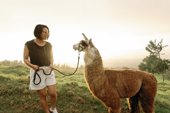 Sunset Llama Hike on Haleakala Slopes — Upcountry Maui Walk photo 5