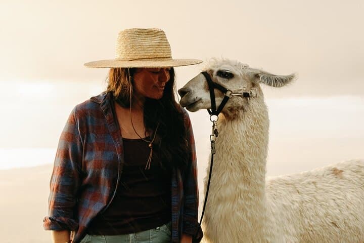 Sunset Llama Hike on Haleakala Slopes — Upcountry Maui Walk photo 3