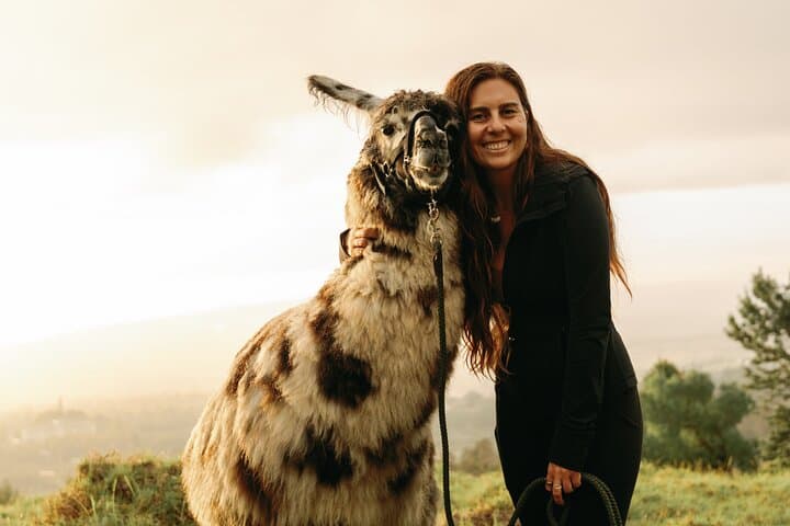 Sunset Llama Hike on Haleakala Slopes — Upcountry Maui Walk