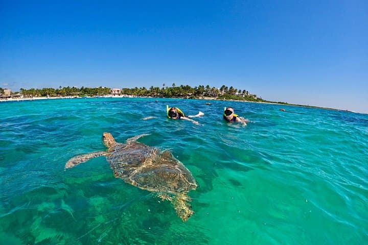 Akumal Snorkeling with Sea Turtles — Guided Reef Swim in a Protected Bay photo 3