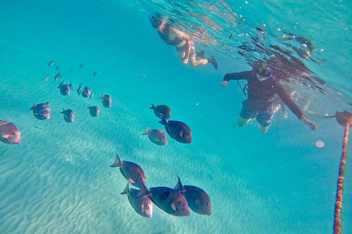 Akumal Snorkeling with Sea Turtles — Guided Reef Swim in a Protected Bay photo 4