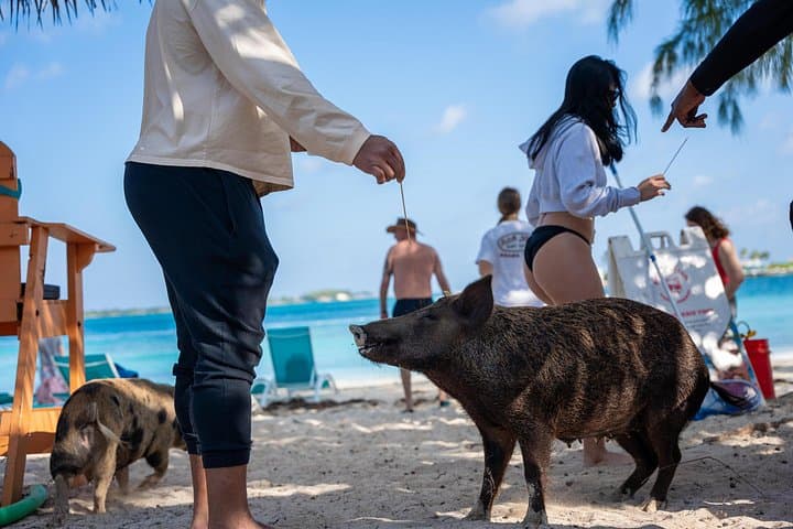 Rose Island Private Boat Tour from Nassau — Snorkel, Beach & Turtle Swim photo 1