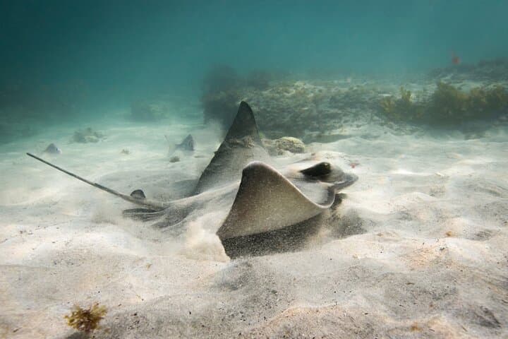 Advanced Snorkel at Goat Island Marine Reserve — Freedive with Blue Cod & Rays photo 5