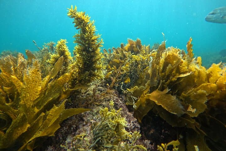 Goat Island Guided Boat Dive — Leigh Marine Reserve Day Trip photo 4