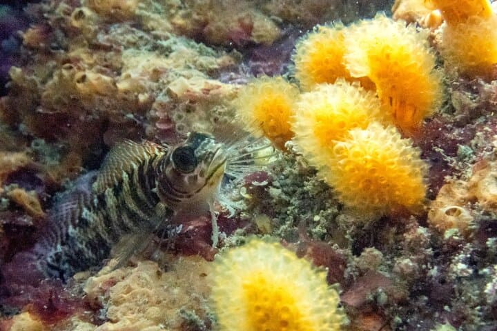 Goat Island Guided Boat Dive — Leigh Marine Reserve Day Trip photo 6