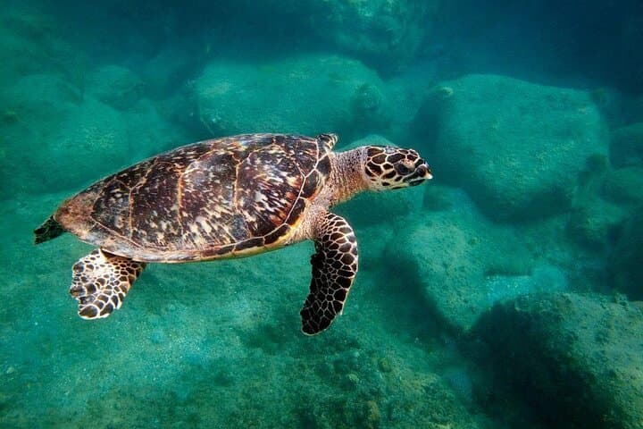 Private Snorkeling & Power Catamaran Cruise Between St Kitts and Nevis photo 3