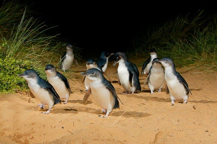 Phillip Island Penguin Parade: Private Wildlife Day Trip from Melbourne