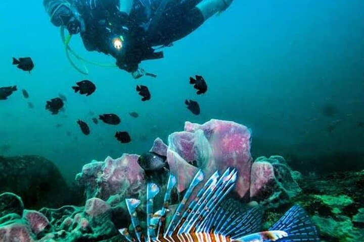 Scuba Diving in Pasikudah: Guided Reef Dives & Turtle Encounters photo 4