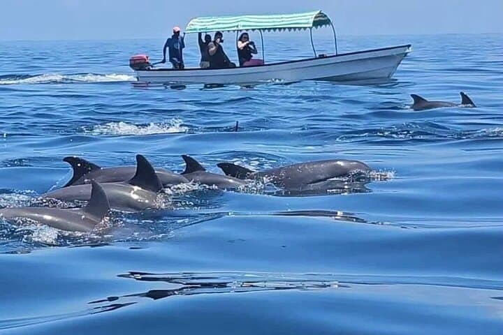 Private Mnemba Island Snorkeling & Dolphin Tour from Zanzibar photo 4