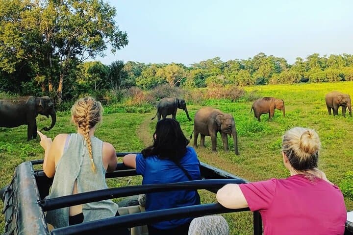 Watching the Elephant Gathering: All-Inclusive Minneriya Safari from Polonnaruwa