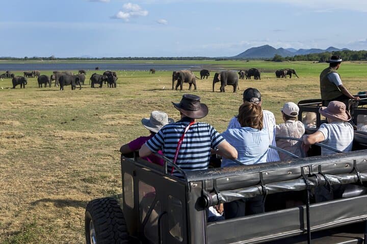 Watching the Elephant Gathering: All-Inclusive Minneriya Safari from Polonnaruwa photo 4