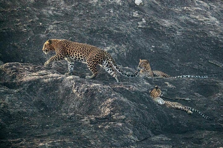 All-Inclusive Yala National Park Full-Day Game Drive: Leopard, Elephant & Bird Safari photo 1